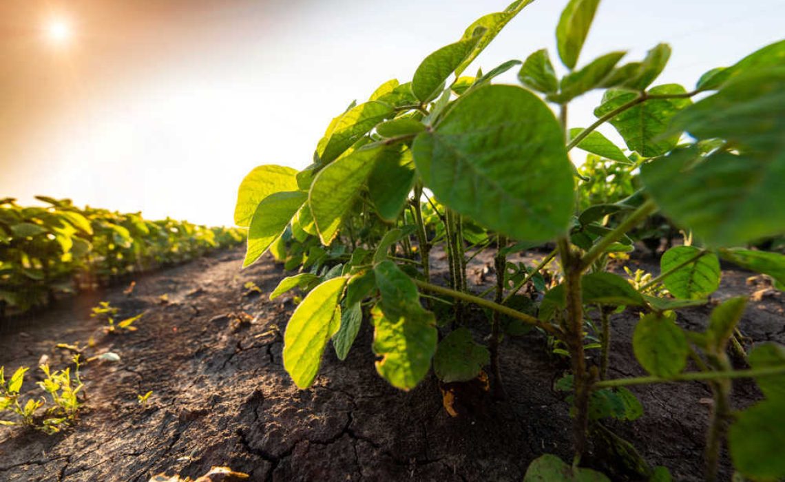 shutterstock_1424307356(FILEminimizer)